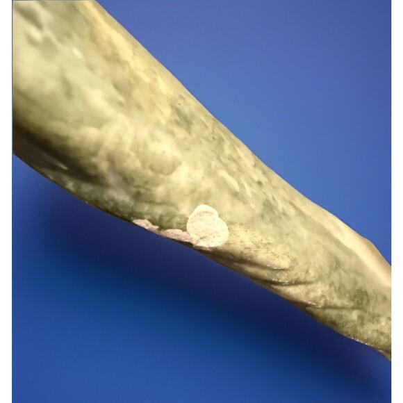 Vintage CB Pitcher Asparagus Shaped Italian Majolica Vase Signed 8" Cottagecore - Picture 12 of 13